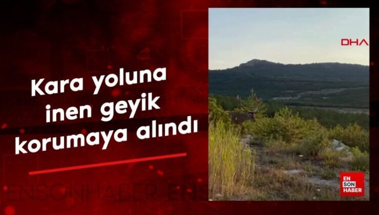 Afyonkarahisar’da kara yoluna inen geyik müdafaaya alındı