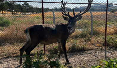 Afyonkarahisar’da yola inen geyik takımları harekete geçirdi