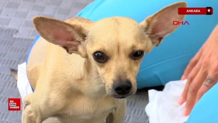 Ankara’da ayırılan çift, köpeklerini klinikte bıraktı