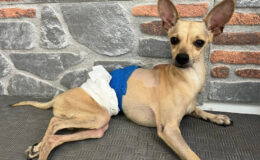 Ankara’da ayrılan çift tedavi gören köpeklerini terk etti