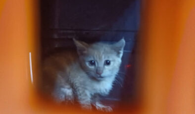 Antalya’da kanalizasyonda mahsur kalan yavru kediyi kurtarmak için seferber oldular