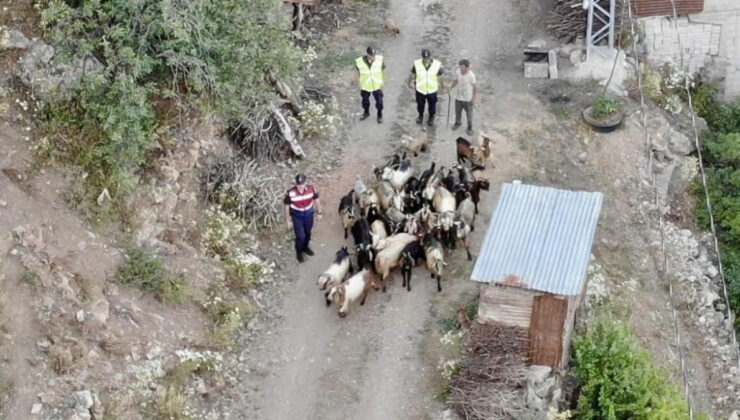 Artvin kaybolan 30 küçükbaş hayvanı bulmak için dron ile arama yapıldı