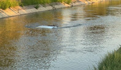 Aydın’da sulama kanalına uçan pikabın şoförü öldü