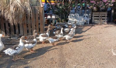 Balıkesir’de kümese kapatılan kazlar çıkarıldı