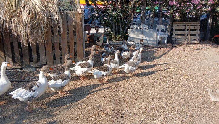 Balıkesir’de kümese kapatılan kazlar çıkarıldı