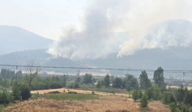 Bilecik’te alevler tekrar yükseldi: Zeytinliği yanan köylü o anları anlattı