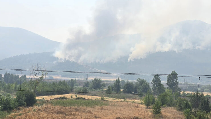 Bilecik’te alevler tekrar yükseldi: Zeytinliği yanan köylü o anları anlattı