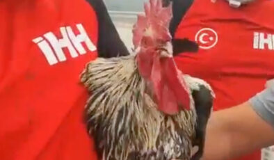 Bilecikte tekrar yükselen alevlerden kaçan horoz bayıldı: İHH grubu kurtardı