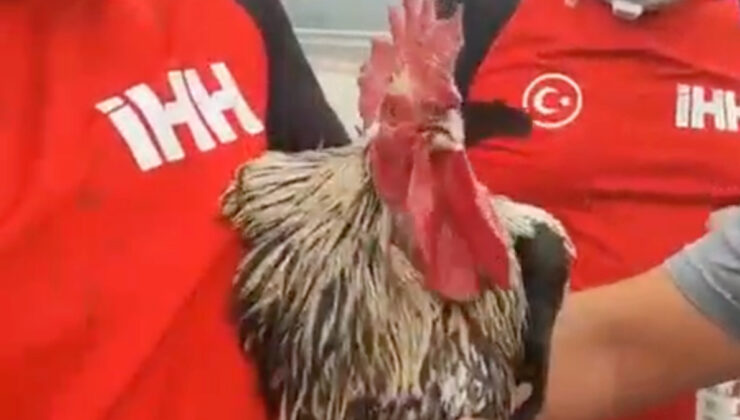 Bilecikte tekrar yükselen alevlerden kaçan horoz bayıldı: İHH grubu kurtardı