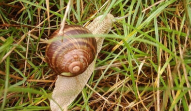 Bitki köklerine dökmek yetiyor, salyangoz sıkıntısından kurtarıyor