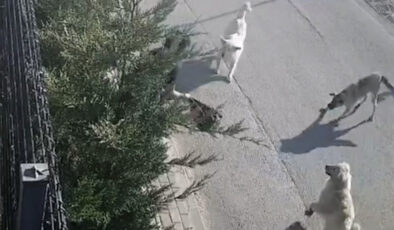 Bursa’da işe giden bayana sokak köpekleri saldırdı: Canını sıkıntı kurtardı