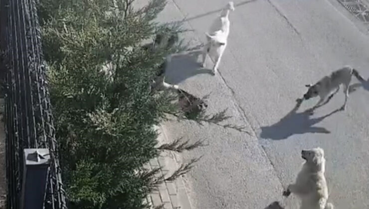 Bursa’da işe giden bayana sokak köpekleri saldırdı: Canını sıkıntı kurtardı