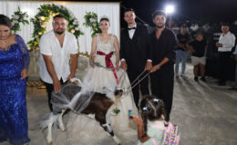 Çanakkale’de bir düğünde gelin ve damada buzağı armağan edildi