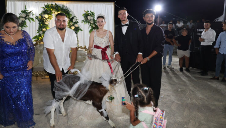 Çanakkale’de bir düğünde gelin ve damada buzağı armağan edildi