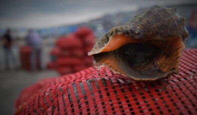 Deniz salyangozu ihracatı 6 ayda 4,5 milyon dolar kazandırdı