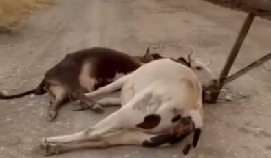 Diyarbakır’da rüzgar, elektrik direğini devirdi: 6 inek akıma kapılıp telef oldu
