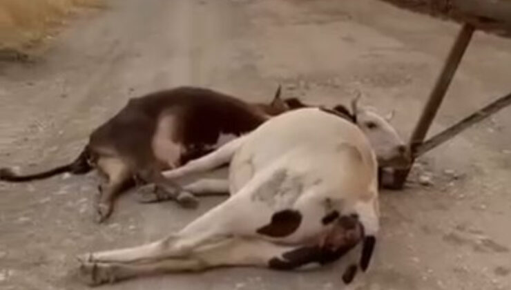 Diyarbakır’da rüzgar, elektrik direğini devirdi: 6 inek akıma kapılıp telef oldu