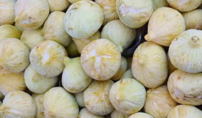 Dönemin beklenen hasadı rahmetiyle geldi: Kilosu 200 TL