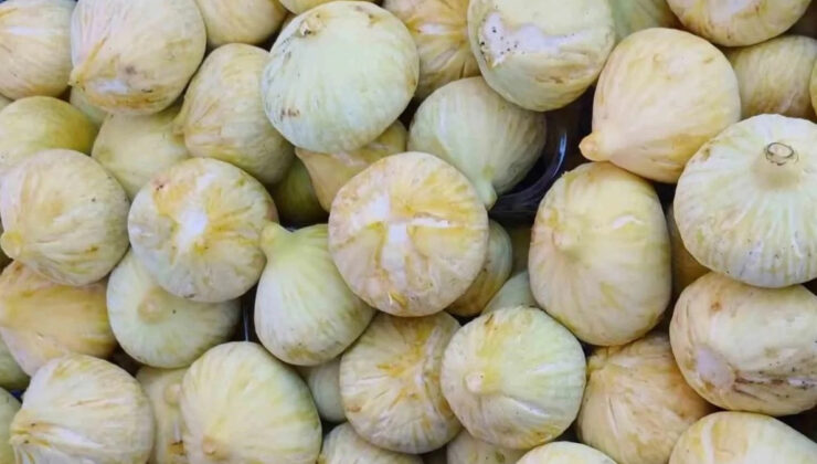 Dönemin beklenen hasadı rahmetiyle geldi: Kilosu 200 TL