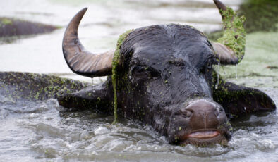 Erzurum’da sıcaktan bunalan mandaların banyo keyfi