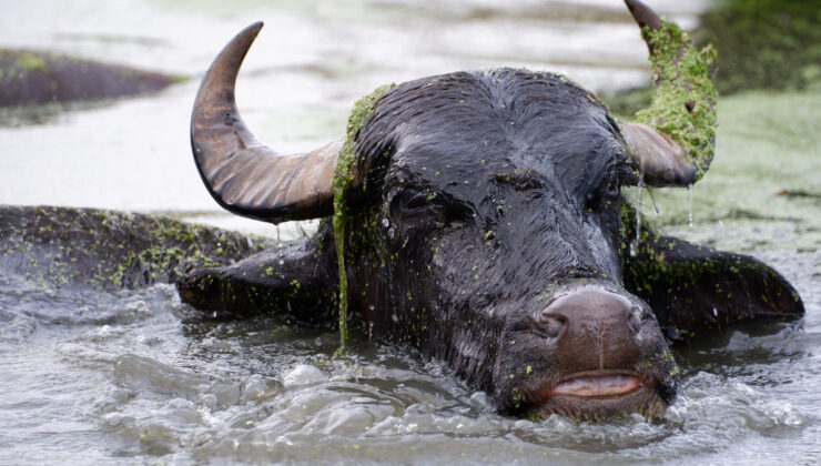 Erzurum’da sıcaktan bunalan mandaların banyo keyfi