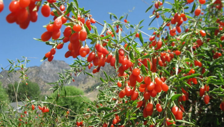 Goji berry nedir? Goji berry yararları nelerdir?