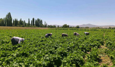 Hasadı başladı, tam yemeklik! Kilosu 15-20 TL…