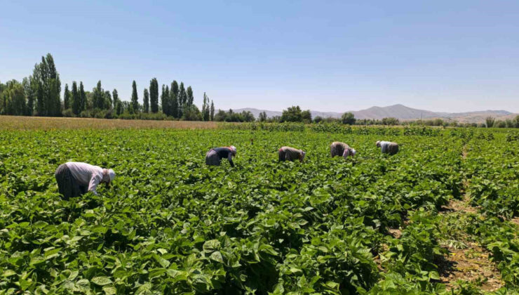 Hasadı başladı, tam yemeklik! Kilosu 15-20 TL…