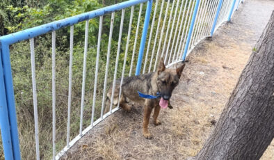 Hatay’da demir korkuluklara sıkışan köpeği itfaiye kurtardı