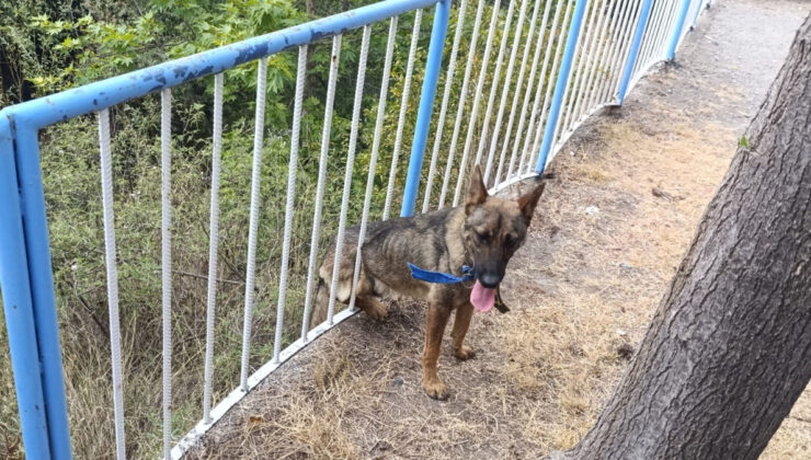 Hatay’da demir korkuluklara sıkışan köpeği itfaiye kurtardı