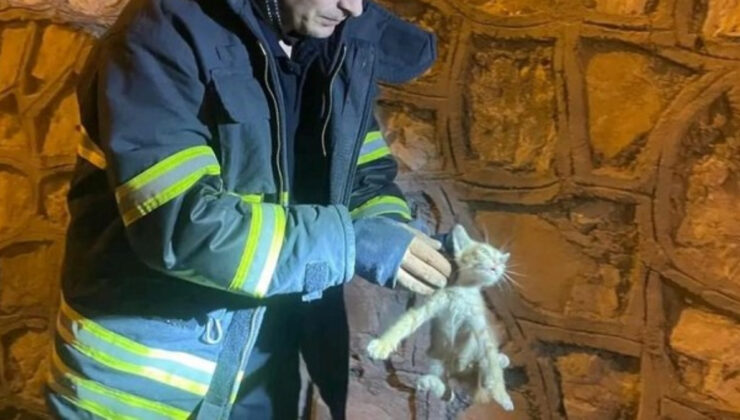 Hatay’da duvar ortasında sıkışan yavru kedi kurtarıldı