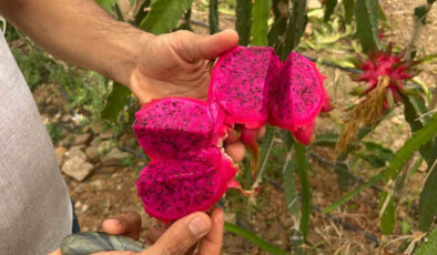 Hem ismiyle hem yararıyla şaşırtıyor: Hasat başladı! Kilosu 200 TL…