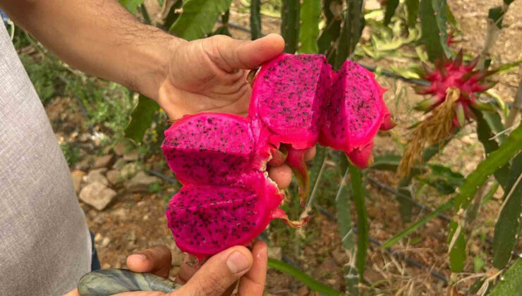 Hem ismiyle hem yararıyla şaşırtıyor: Hasat başladı! Kilosu 200 TL…