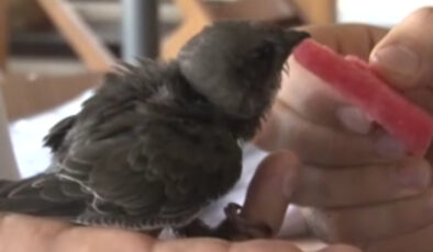 İstanbul’da 6 yıl evvel tedavi ettiği kuş 6 yıl sonra penceresine kondu