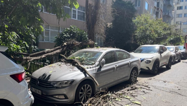 İstanbul’da kurumuş ağaç kısmı düştü: Vatandaş saniyelerle vefattan döndü