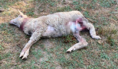 İstanbul’da sokak köpekleri 5 koyunu telef etti