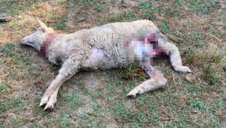 İstanbul’da sokak köpekleri 5 koyunu telef etti