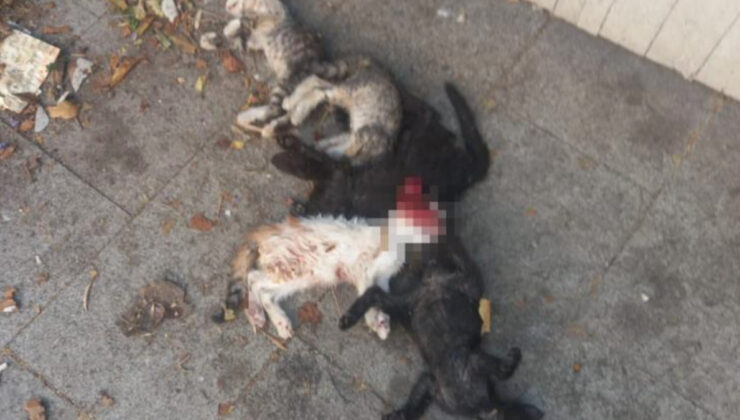 İstanbul’da yavru kediler öldürülmüş olarak bulundu