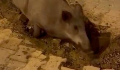 İzmir’de bozuk yollar domuzların meskeni oldu