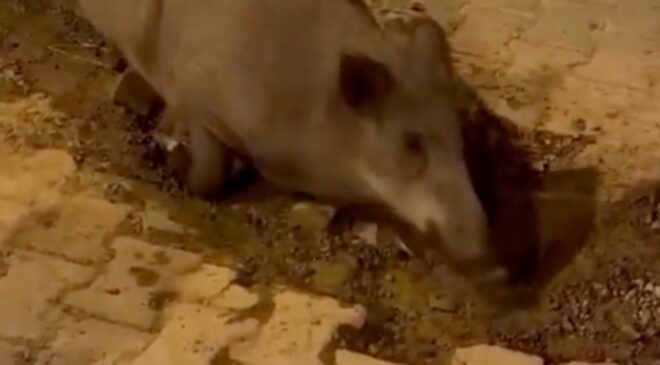 İzmir’de bozuk yollar domuzların meskeni oldu