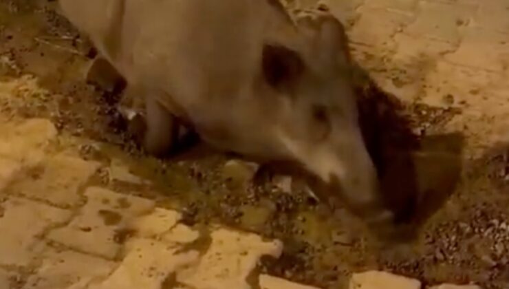 İzmir’de bozuk yollar domuzların meskeni oldu