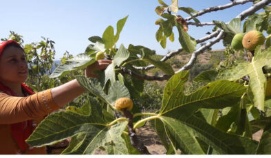 İzmir’de incir hasatında personel maaşı 90 bin TL oldu