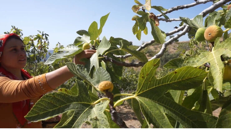 İzmir’de incir hasatında personel maaşı 90 bin TL oldu