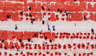 İzmir’de kavurucu sıcakta kuru domates mesaisi başladı