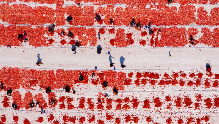 İzmir’de kavurucu sıcakta kuru domates mesaisi başladı