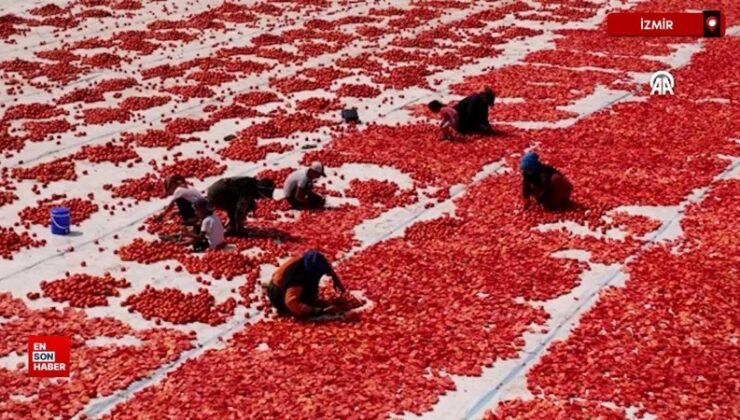 İzmir’de kavurucu sıcakta kuru domates mesaisi başladı