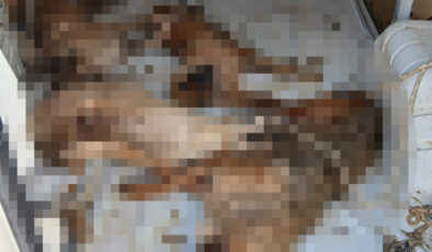 İzmir’de sokak hayvanı nakli faciayla sonuçlandı