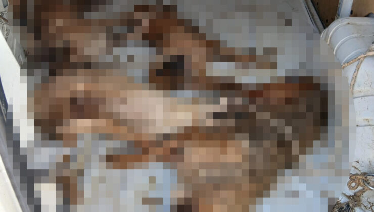 İzmir’de sokak hayvanı nakli faciayla sonuçlandı