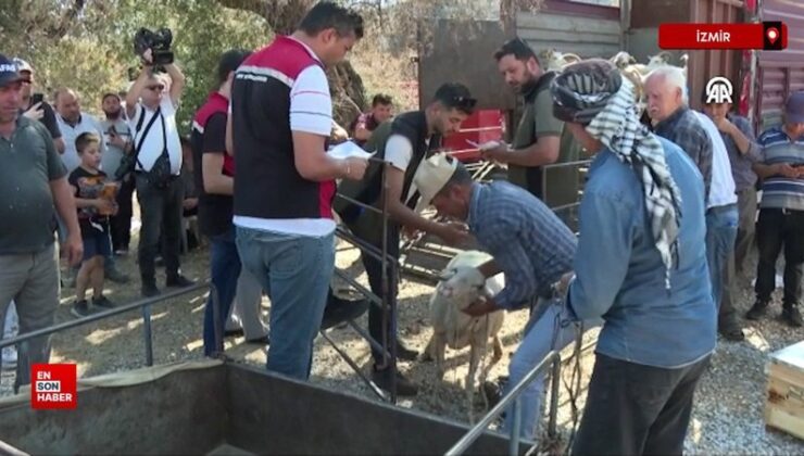 İzmir’de yeni hayvan ve kovan dağıtımı başladı