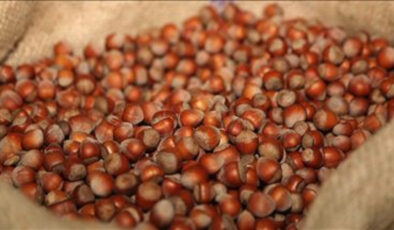 Kabuklu fındık fiyatı 2025: TMO fındık alım fiyatı açıklandı mı, kaç TL?